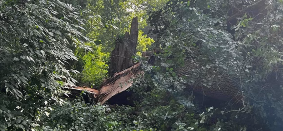 EMERGENCY STORM CLEANUP