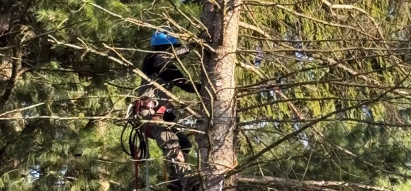 ROUTINE TREE CARE