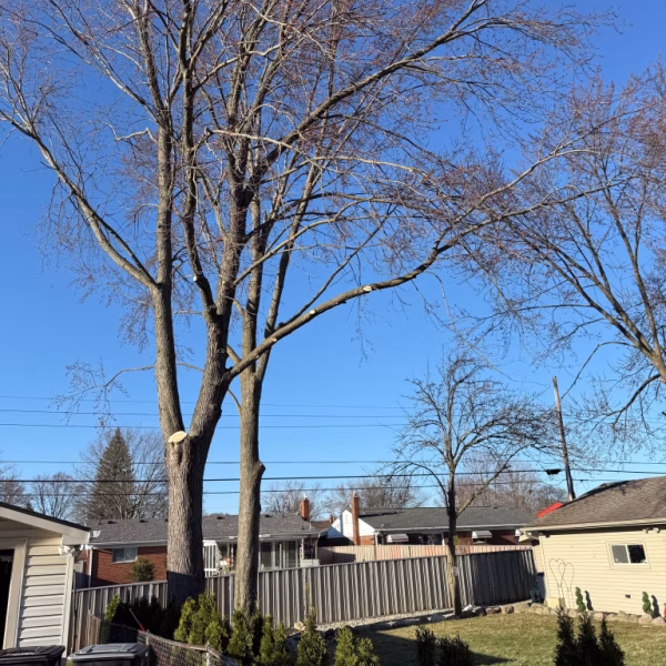 prune full