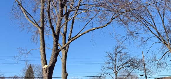 pruning & trimming